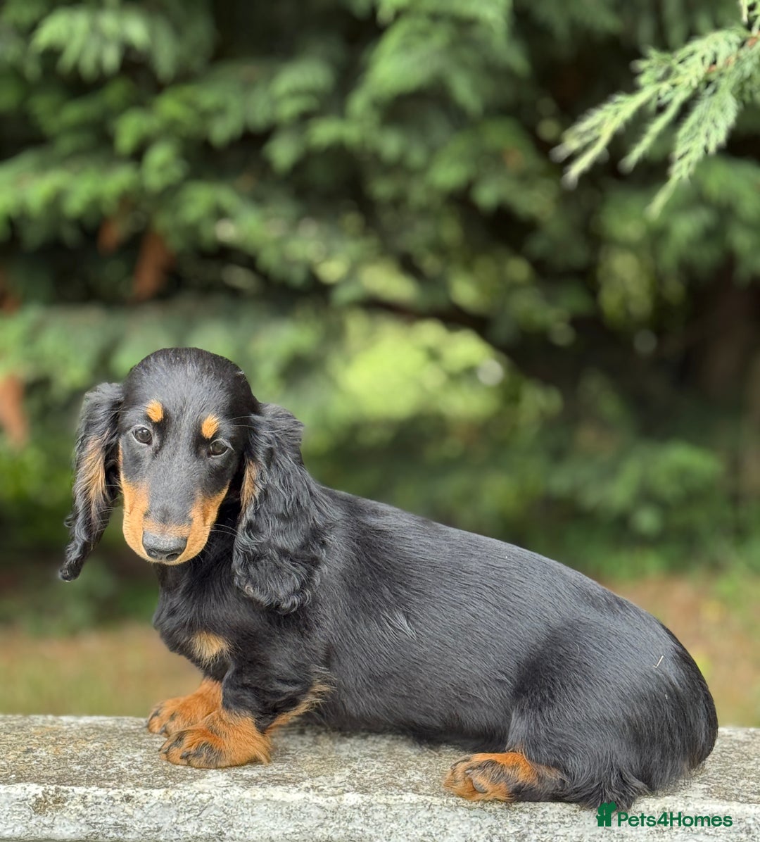 Dachshund dogs for sale: Long Coated Standard Dachshund - Crufts Potential - Image 3
