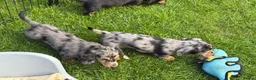 Dachshund dogs for sale: 4 KC Standard Long Haired Dachshund Puppies - Advert 11