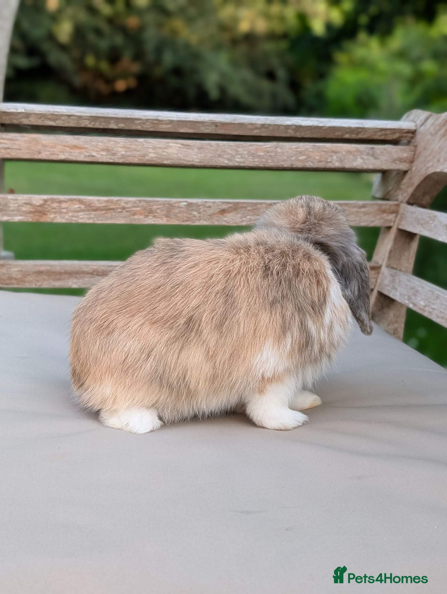 Mini Lop rabbits Beautiful Male Mini Lop *READY NOW* - Advert 2