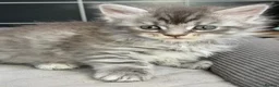 Maine Coon cats for sale: TICA Registered Maine Coon Kittens in Weymouth - Advert 38