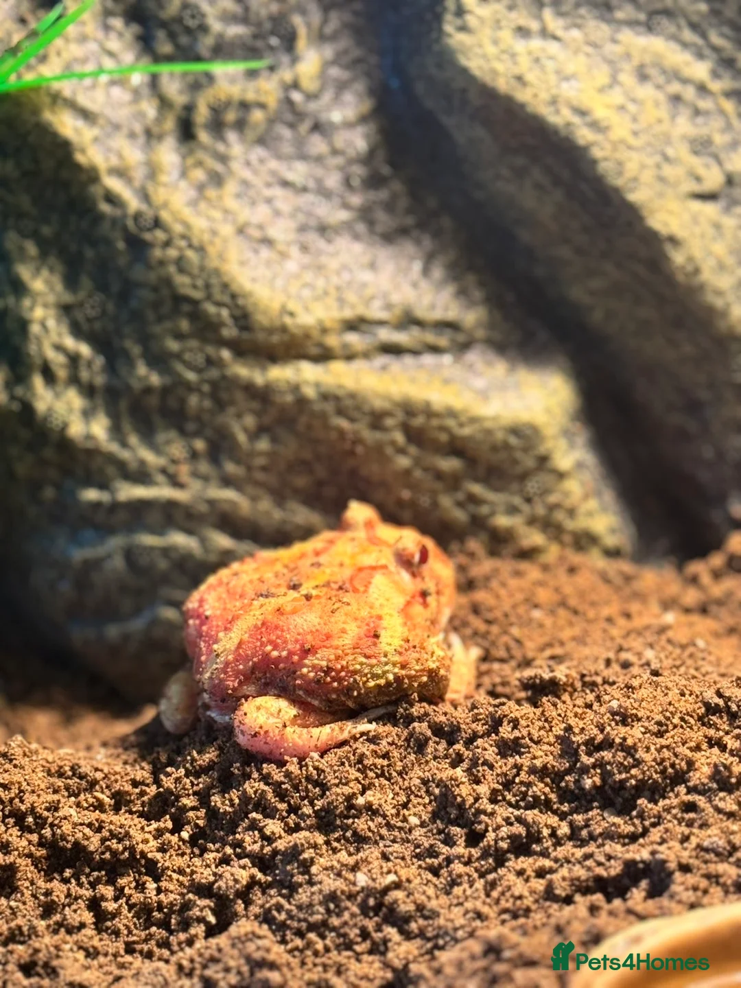 Frog reptiles for sale: Albino Pac-Man frog - Advert 2
