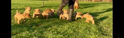 Mixed Breed dogs for sale: Stunning quality Vizslador puppies  - Advert 1