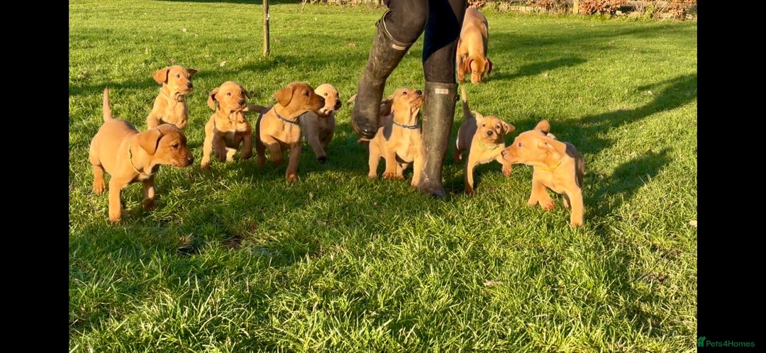 Mixed Breed dogs for sale: Stunning quality Vizslador puppies  - Advert 1