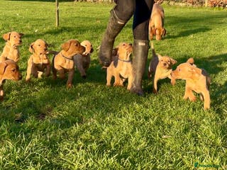 Mixed Breed dogs Stunning quality Vizslador puppies - Advert 3
