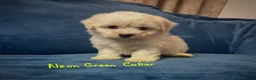 Bichon Frise dogs for sale: 6 Beautiful bichon frise puppies 🐶  in Doncaster - Advert 38