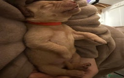 Labrador Retriever dogs for sale: Fox red labradors available now  - Advert 9