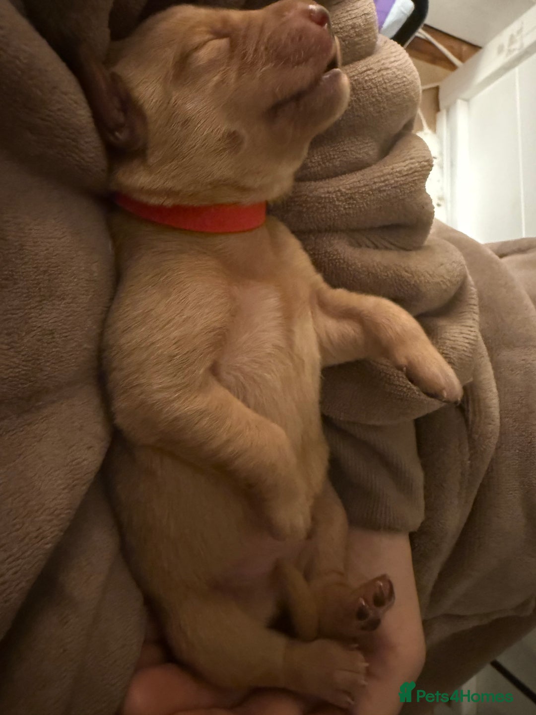 Labrador Retriever dogs for sale: Fox red labradors available now  - Advert 9