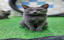 Chartreux cats for sale: Chartreux adult mum and daughter  - Image 20