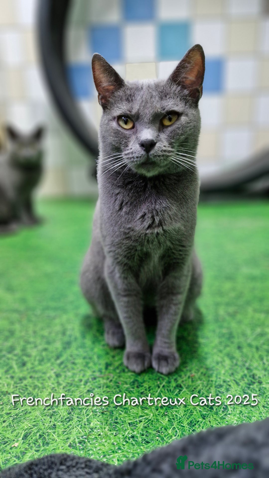 Chartreux cats for sale: Chartreux adult mum and daughter  - Image 20