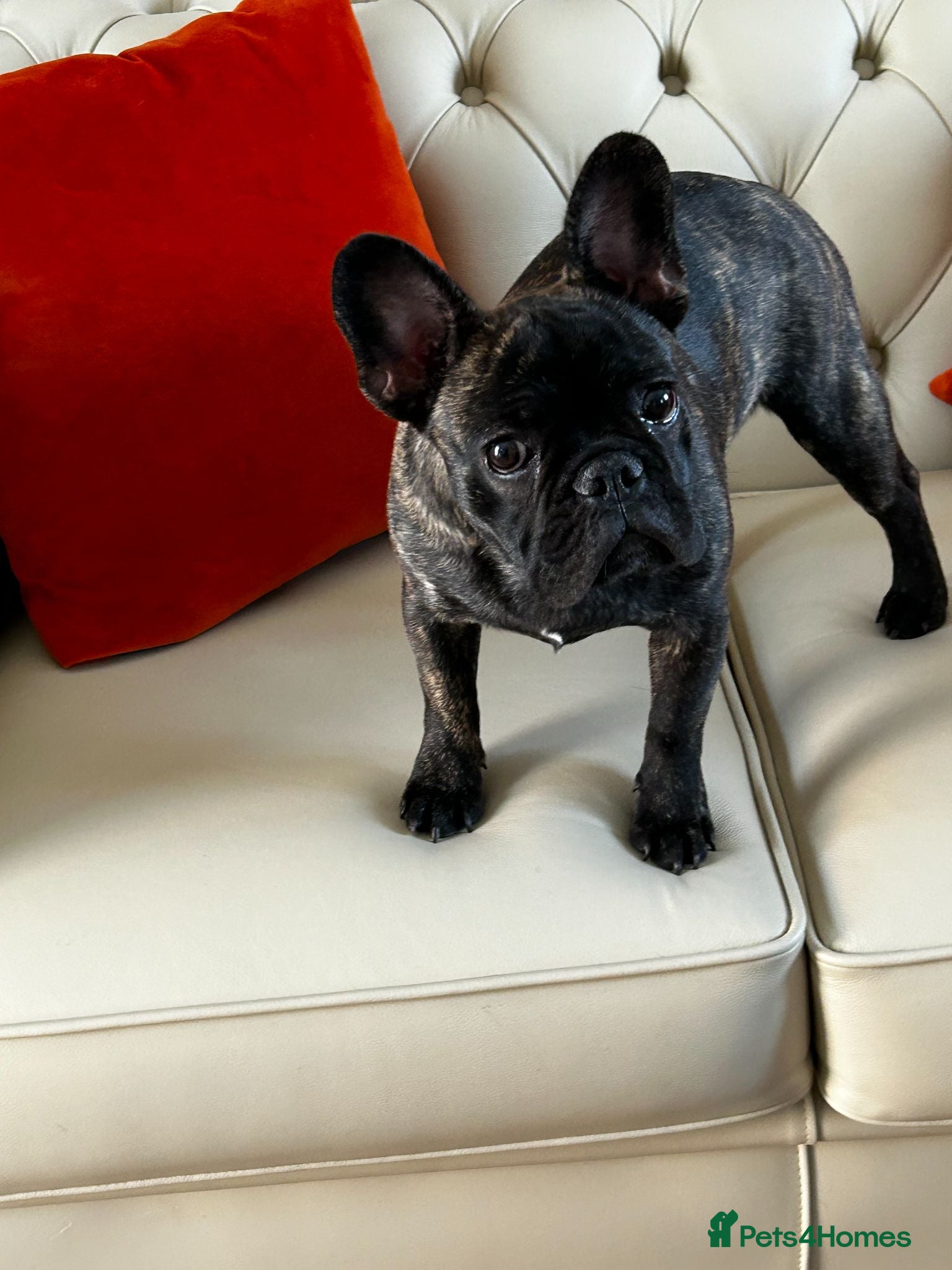 French Bulldog dogs French Bulldog - Advert 15