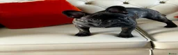French Bulldog dogs for sale: French Bulldog - Advert 1