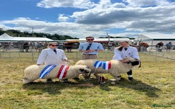 Sheep livestock for sale: 2 Valais Blacknose rams for sale - Image 2