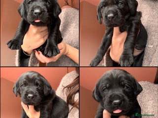 Labrador Retriever dogs Beautiful KC Labs/Full DNA Screening/Drakeshead - Advert 12