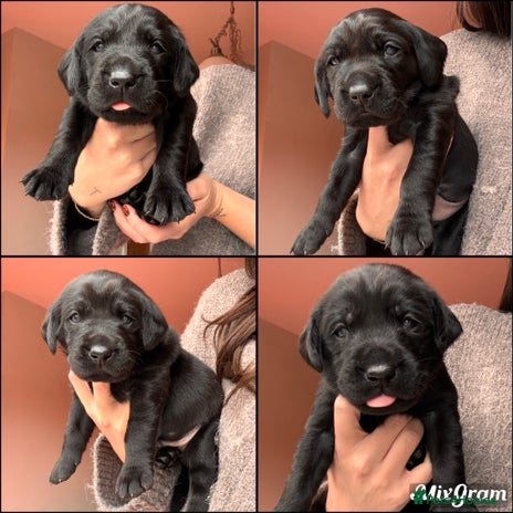 Labrador Retriever dogs KC Reg Labradors – FTCh Pedigree, Drakeshead Line - Advert 2
