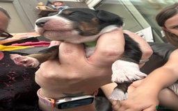 Mixed Breed dogs for sale: Border doodle - Image 27