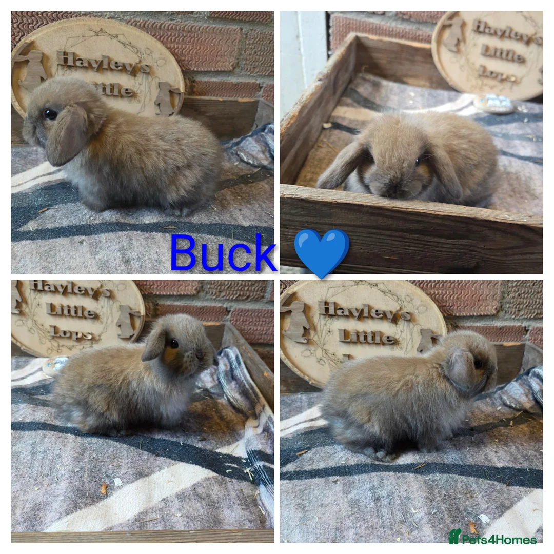 Mini Lop rabbits for sale: Gorgeous pure breed mini lops  - Advert 1