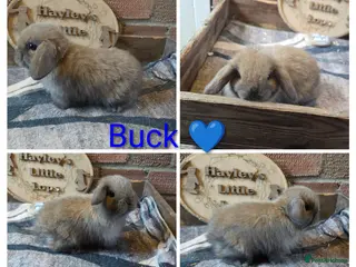 Mini Lop rabbits for sale: Gorgeous pure breed mini lops - Advert 1