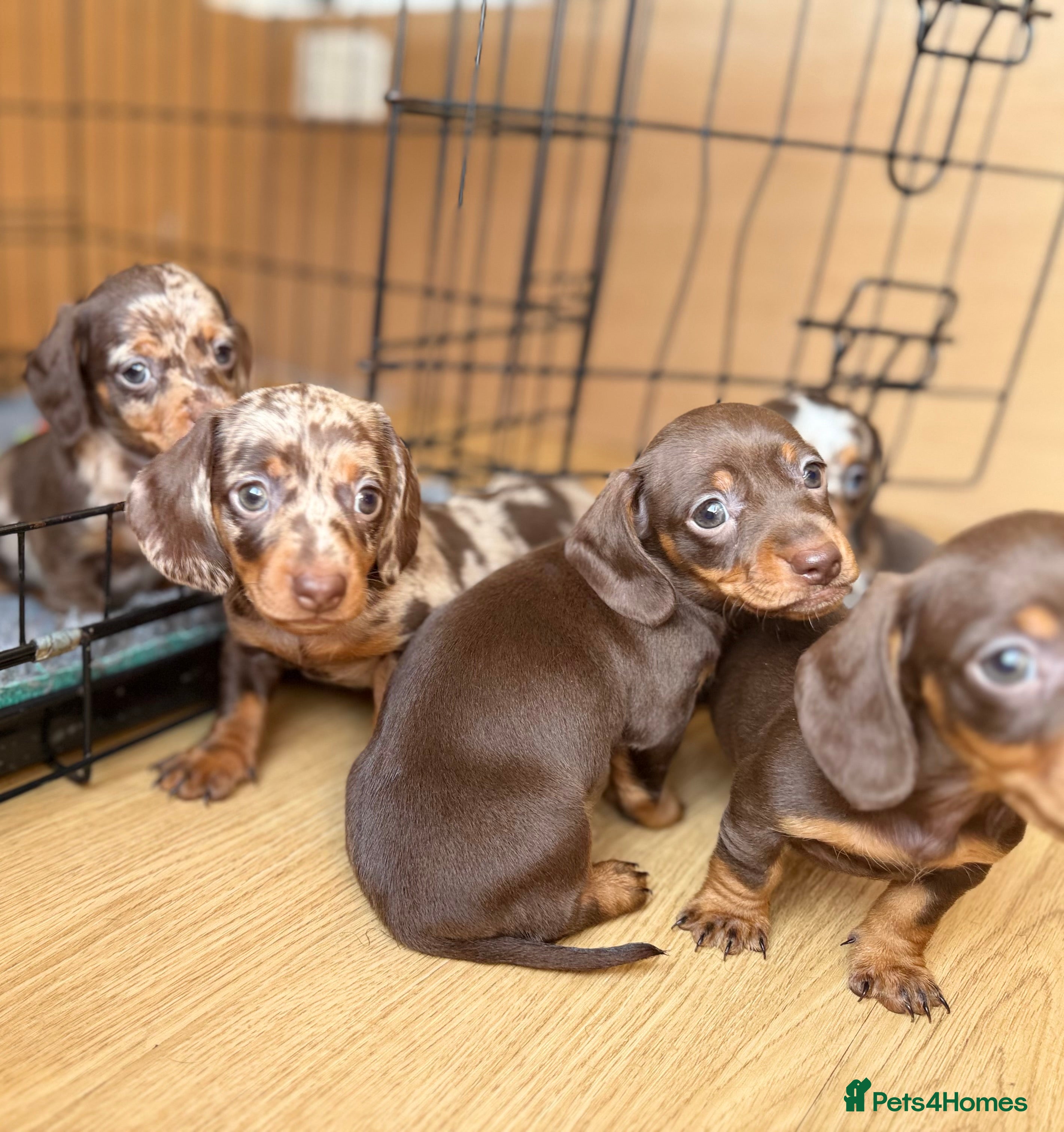Miniature Dachshund dogs Beautiful miniature dachshund puppies  - Advert 7