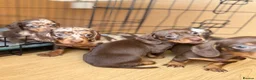Miniature Dachshund dogs for sale: Beautiful miniature dachshund puppies  - Advert 8