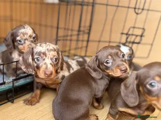 Miniature Dachshund dogs Beautiful miniature dachshund puppies - Advert 7