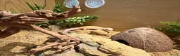 Gecko reptiles for sale: Female Gecko and full setup  - Advert 4
