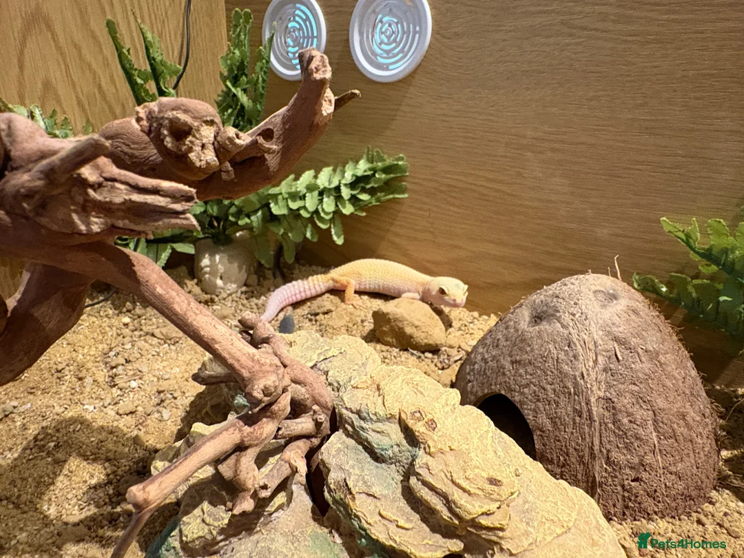 Gecko reptiles for sale: Female Gecko and full setup  - Advert 4
