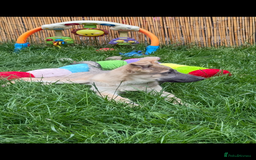 German Shepherd dogs for sale: Outstanding mixed litter of confident GSD pups  - Image 2