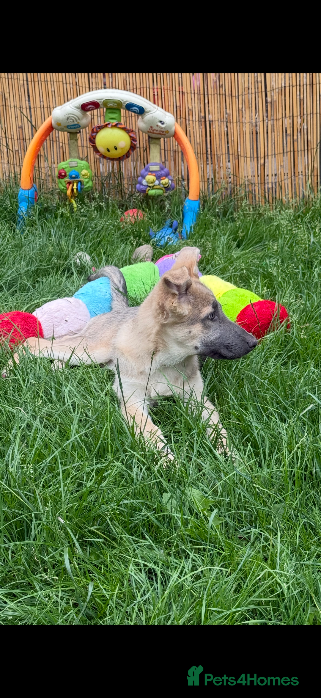 German Shepherd dogs for sale: Outstanding mixed litter of confident GSD pups  - Image 2