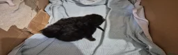 Mixed Breed cats for sale: 5 little kittens - Advert 13