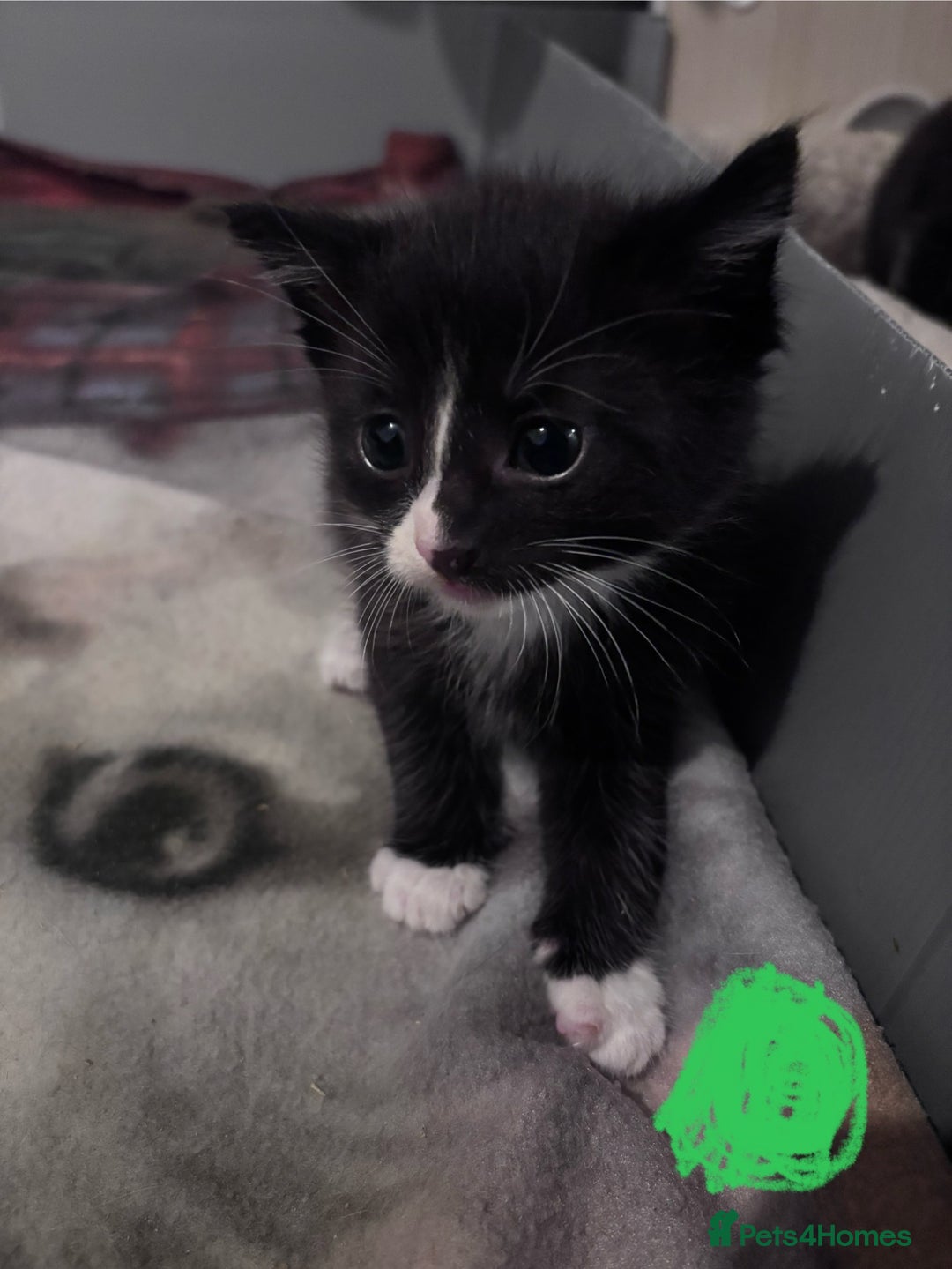 Ragdoll cats for sale: Ragdoll x bsh kittens - ready soon - Advert 4