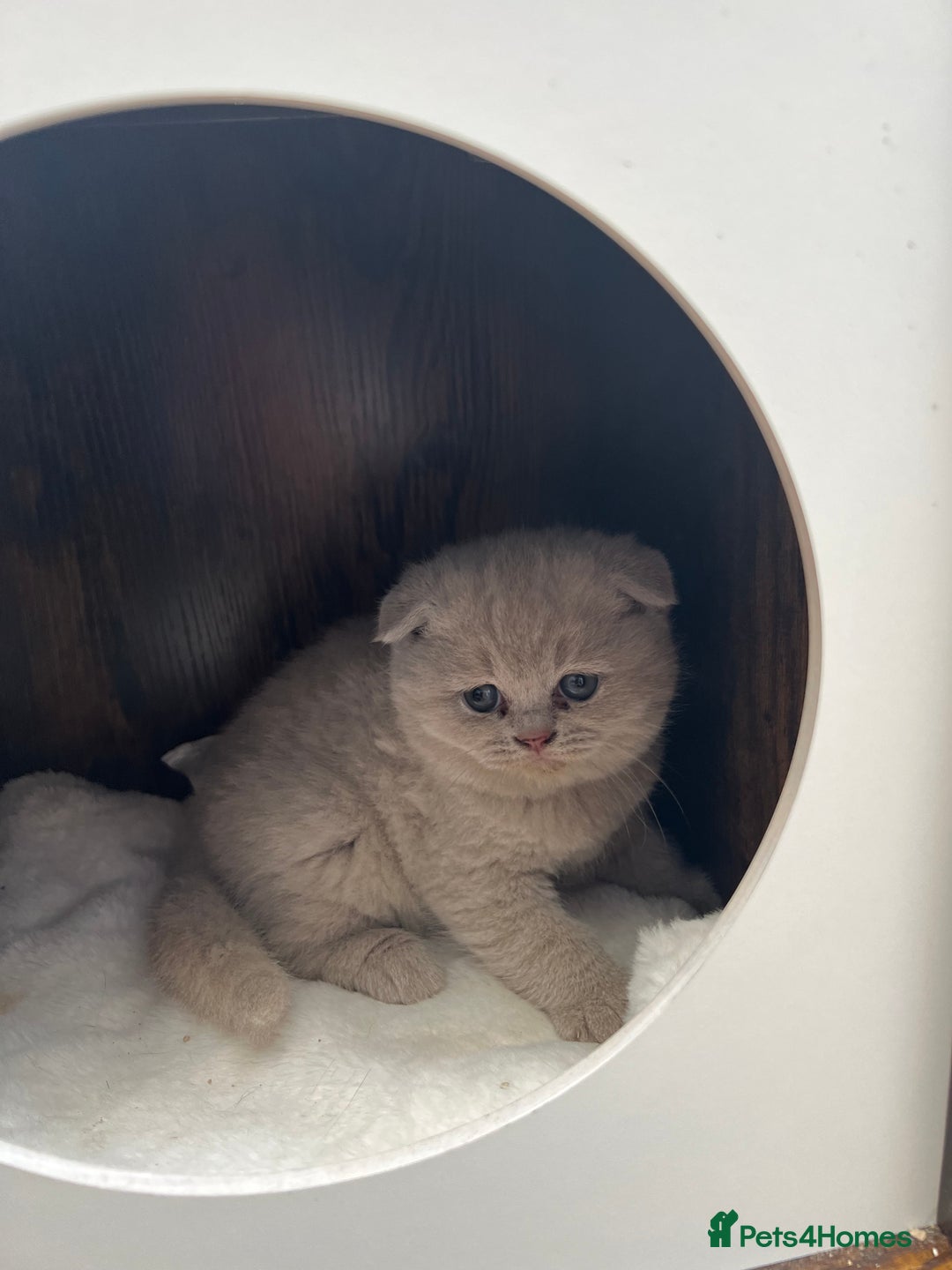 Mixed Breed cats for sale: Beautiful kittens available for loving homes. - Advert 13