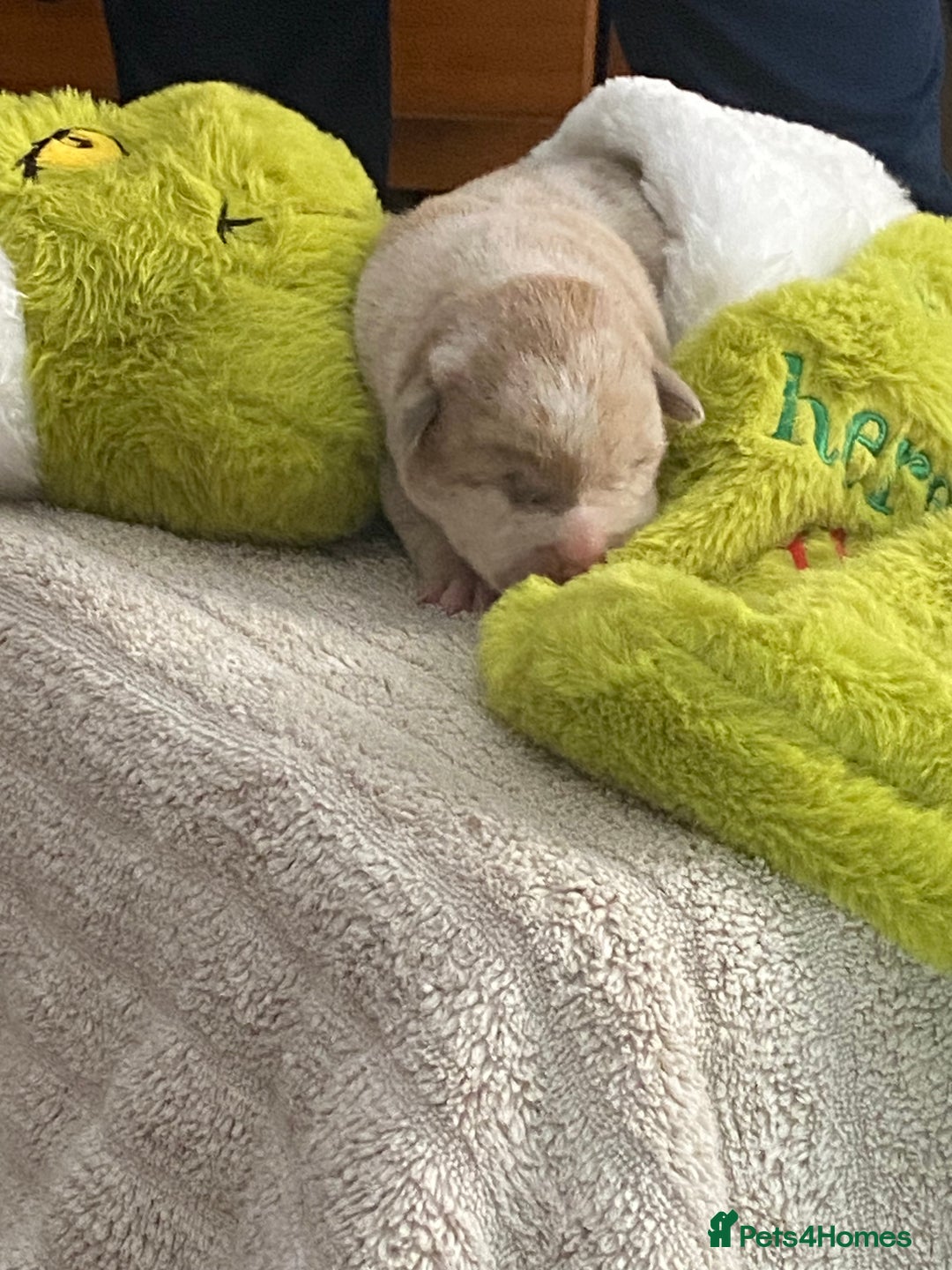 Mixed Breed dogs for sale: Can shepards - Advert 11