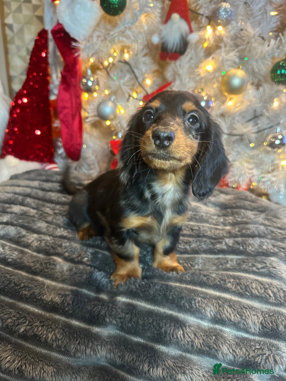 Miniature Dachshund dogs for sale: Long Haired Miniature Dachshund puppies - Advert 6