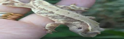 Gecko reptiles for sale: Crested geckos  - Advert 6