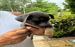 Jack Russell dogs for sale: Stunning much Wenlock puppy  - Image 9