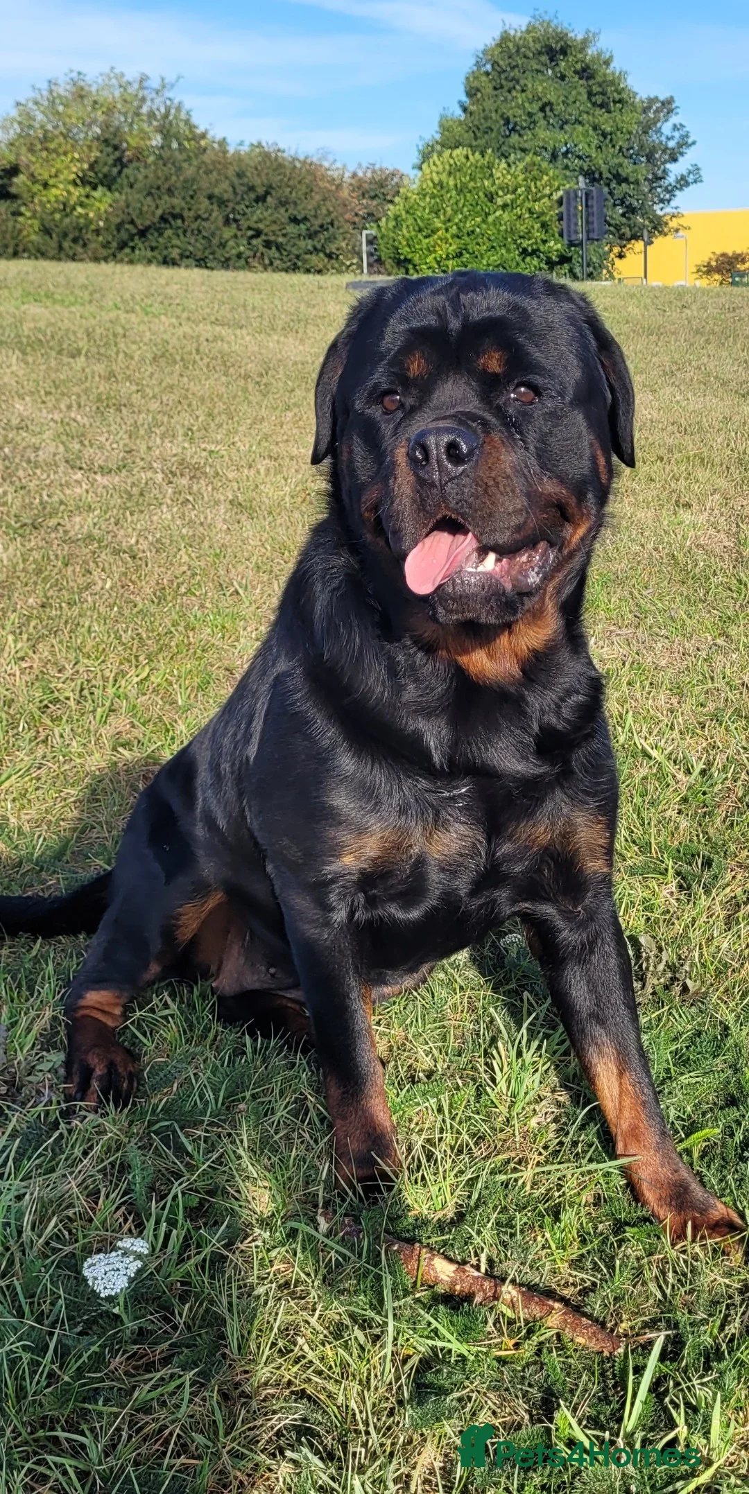 Rottweiler dogs for sale: GIANT ROTTWEILER PUP. PICK OF LITTER FEMALE - Advert 14