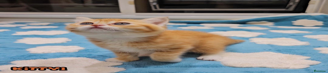 Kitten 1 Girl Red (Ginger) Tabby 