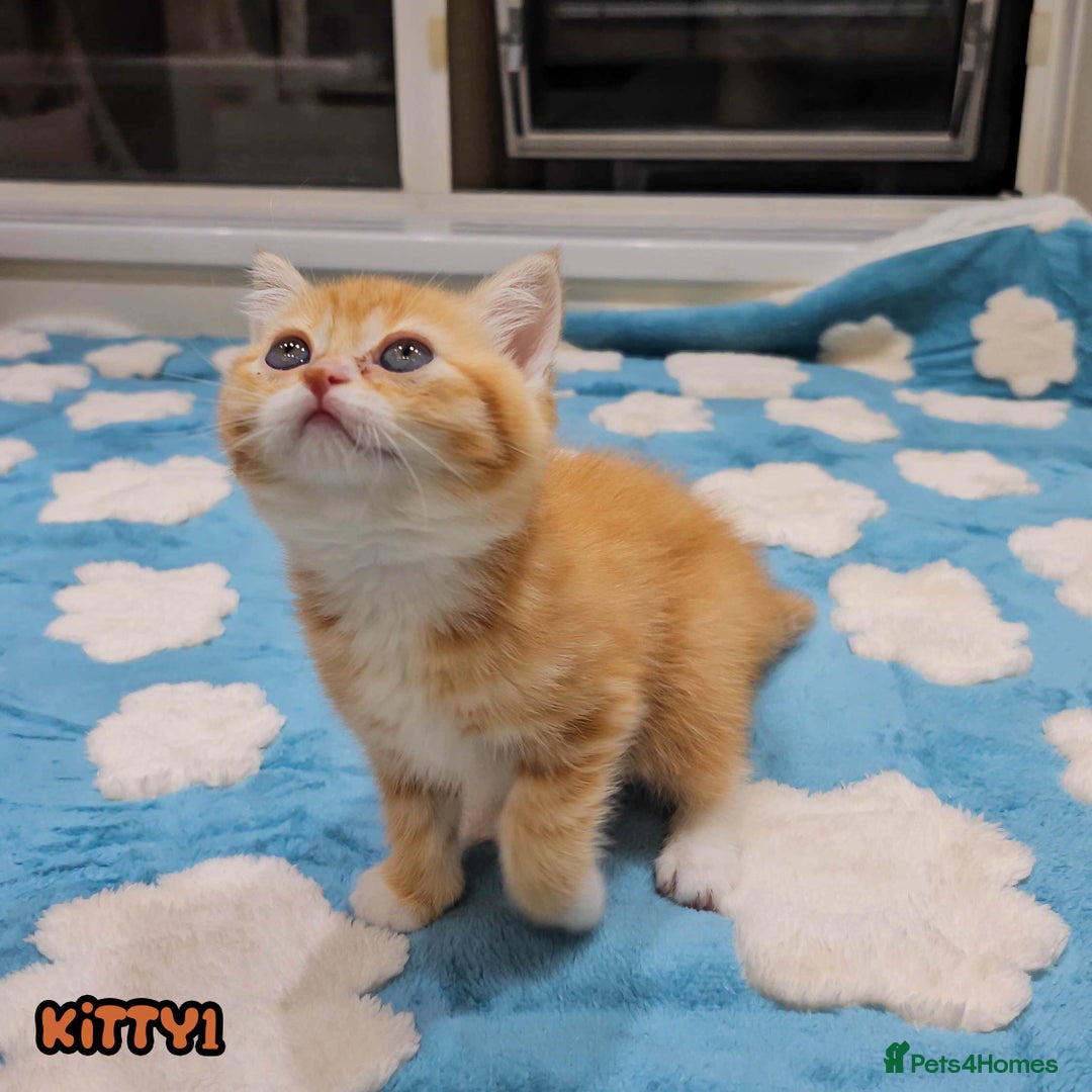 British Shorthair cats for sale: Adorable Kittens Ready For Reservation  - Image 4
