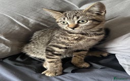 Mixed Breed cats for sale: Beautiful mixed breed kittens - Image 3
