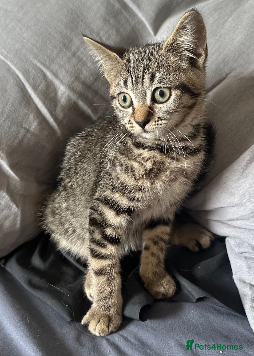 Mixed Breed cats for sale: Beautiful mixed breed kittens - Image 3