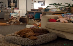 Mixed Breed dogs for sale: Goldendoodle x Fox Red Labrador  - Image 4