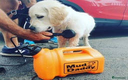 Golden Retriever dogs for sale: Golden Retriever Sunny Seeking A New Home  - Advert 7