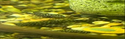 Plecos fish for sale: Young Bristlenose Plecos in Orpington - Advert 2
