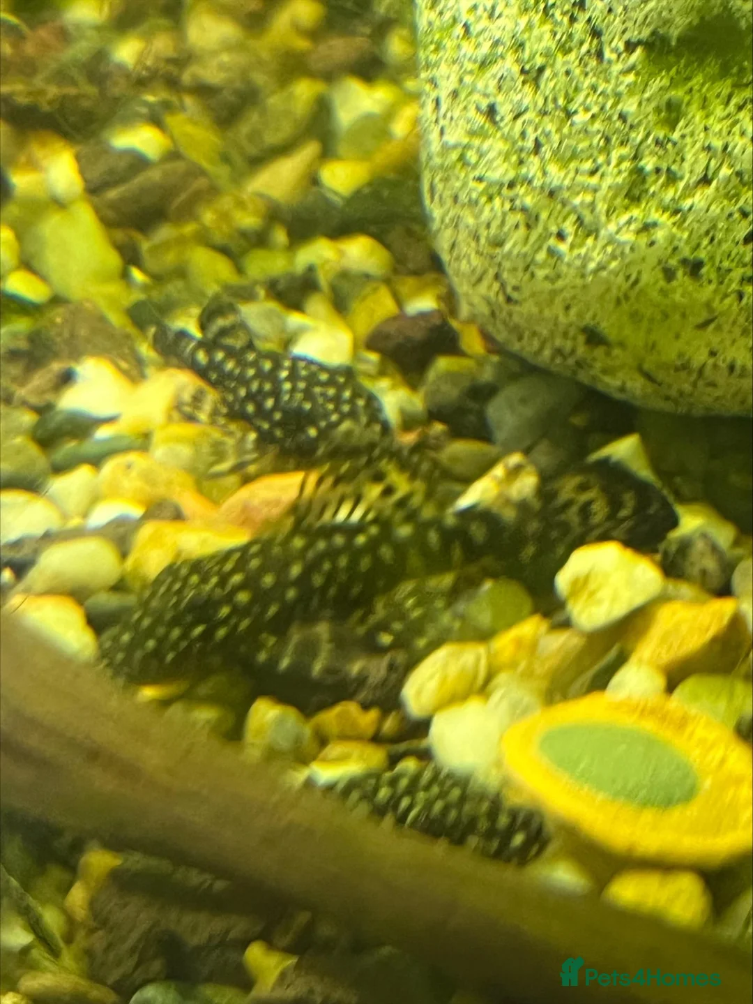 Plecos fish for sale: Young Bristlenose Plecos in Orpington - Advert 2
