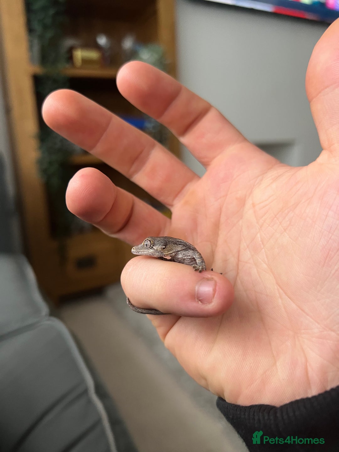 Gecko reptiles for sale: Baby gargoyles 1 month old £105 with small setup  in Deeside - Image 3