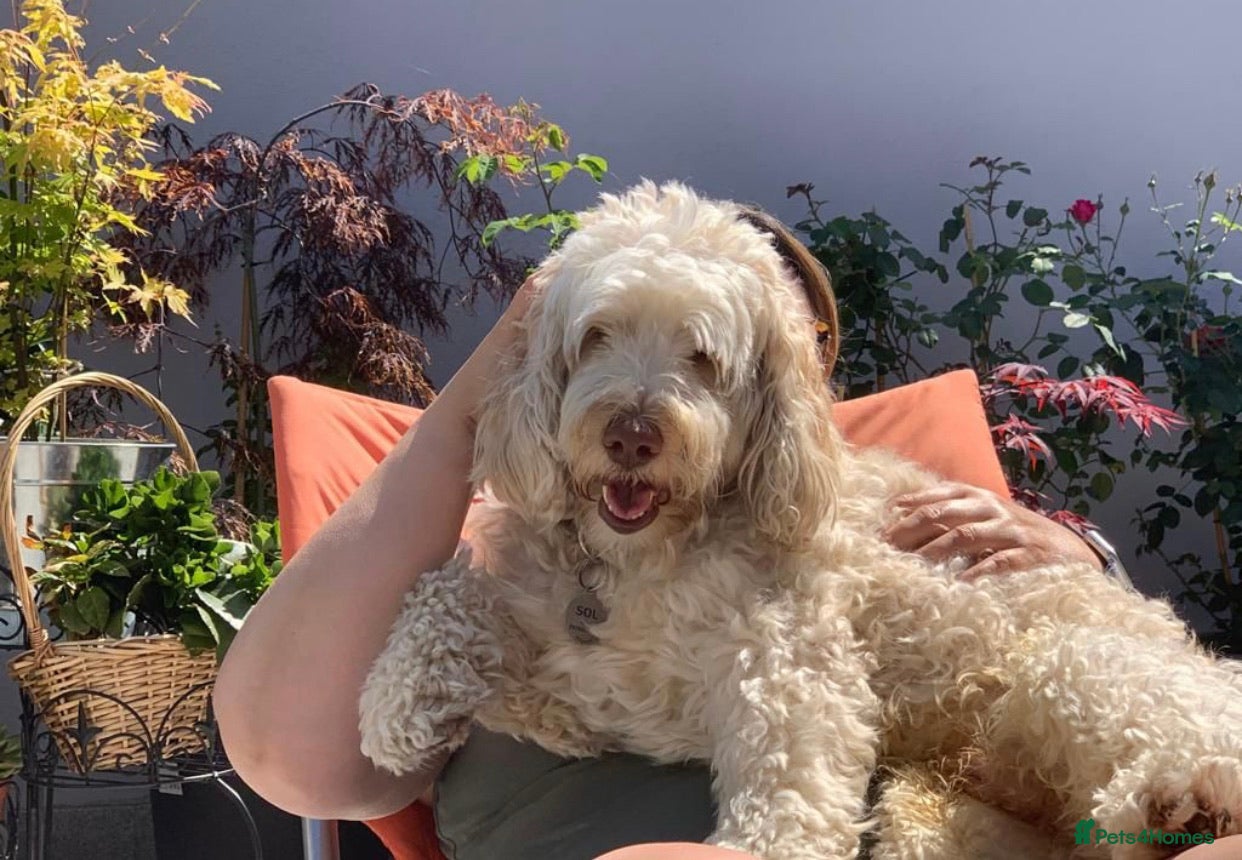 Goldendoodle dogs Beautiful Australian Labradoodle For Stud in London - Advert 1