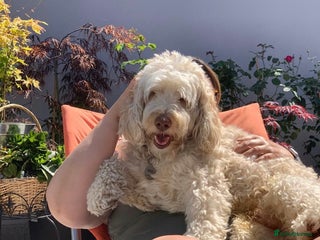 Goldendoodle dogs in London - Advert 1