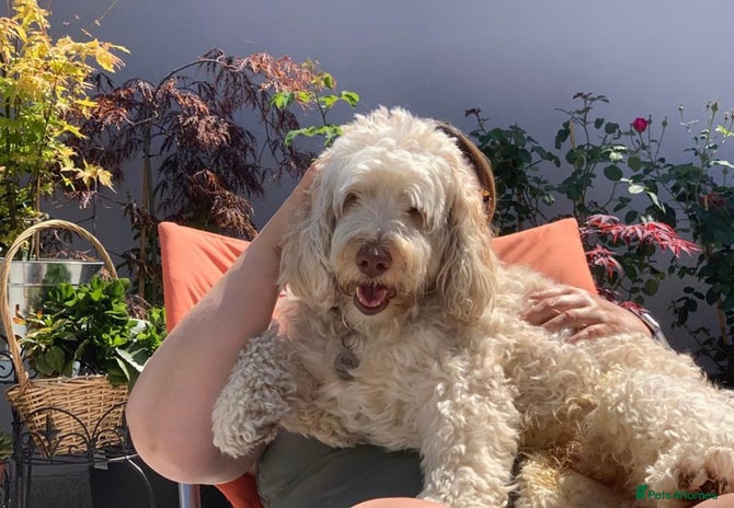 Goldendoodle dogs in London - Advert 1