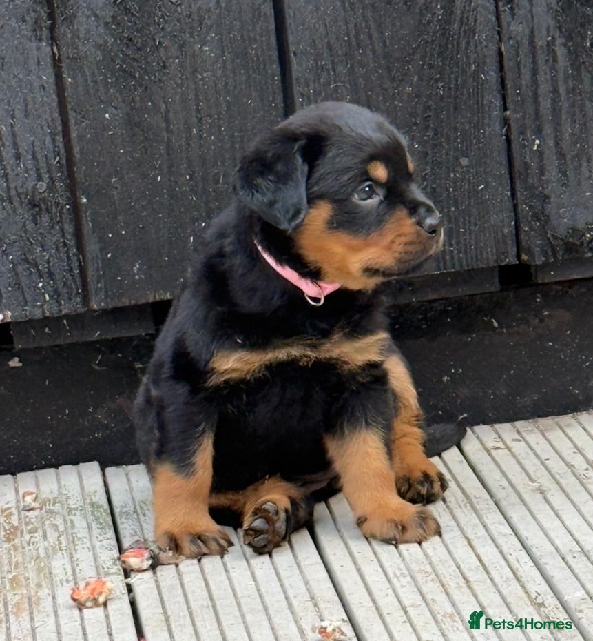 Rottweiler dogs German Lines Chunky Rottweiler Puppies - Advert 1