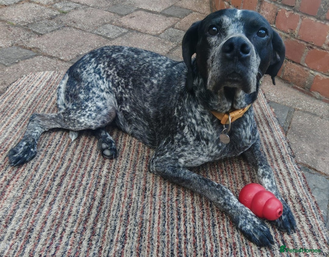 Mixed Breed dogs for adoption: 💙KOBE-A LOVING GERMAN POINTER LOOKING FOR HOME💙 - Advert 2